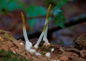 Группа грибов Mutinus borneensis