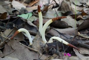Где растут Грибы Mutinus borneensis