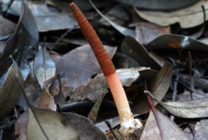 Гриб Mutinus borneensis