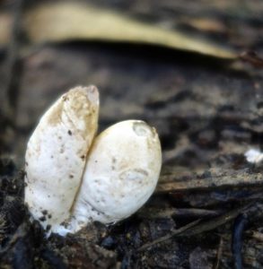 Яйца Mutinus borneensis