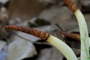 Грибок вида Mutinus borneensis