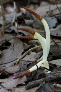 Грибы Mutinus borneensis